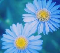 pic for daisies 1440x1280